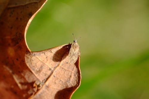 Tingis pilosa